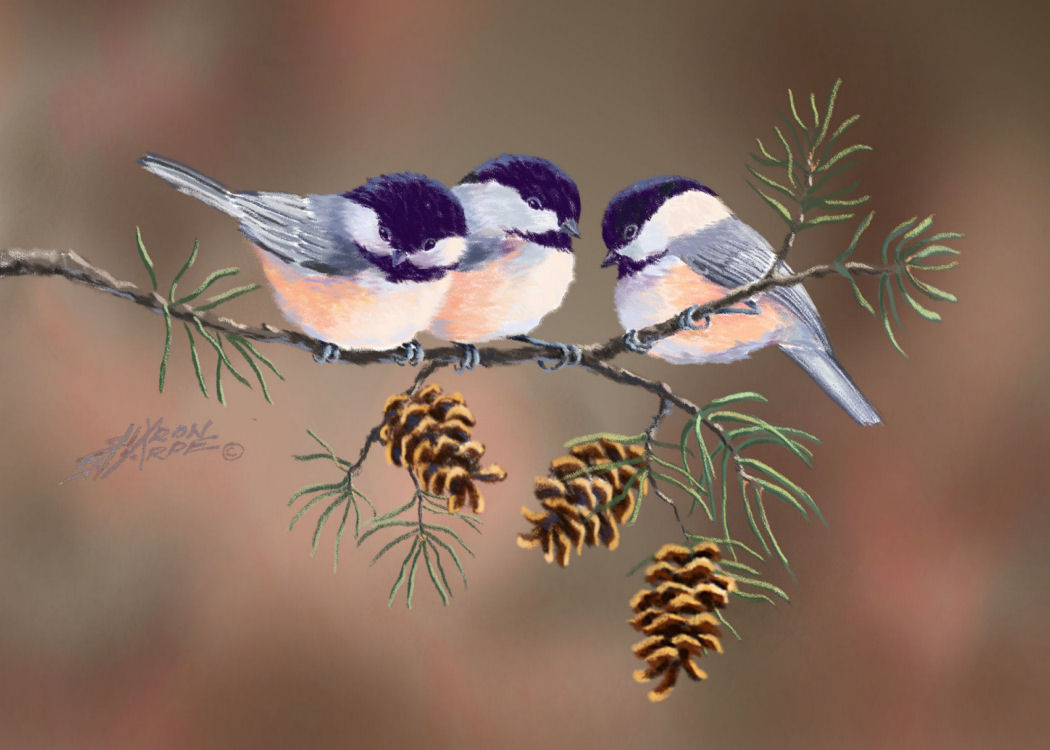 Chickadees